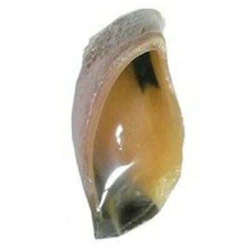 バイオ 牛ひづめ シュリンクパック 1P